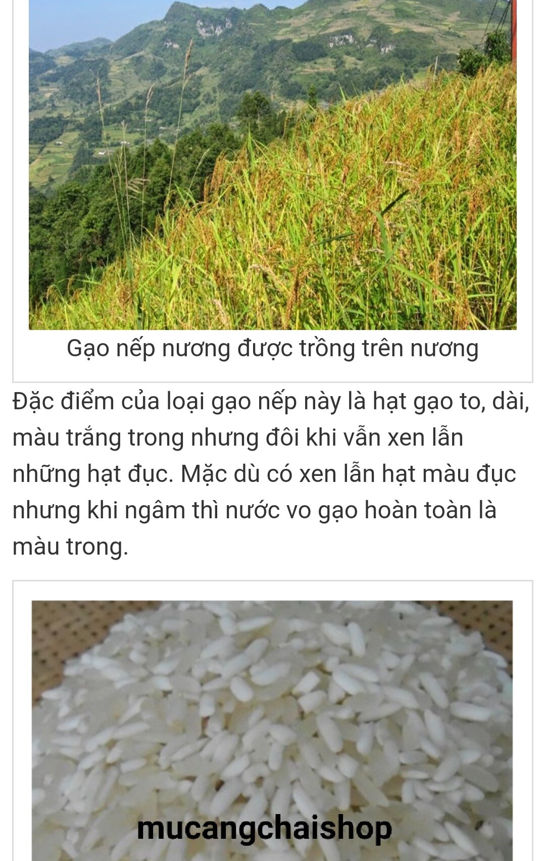 Hạt giống lúa nếp cẩm chuẩn nếp người Mông túi 500g