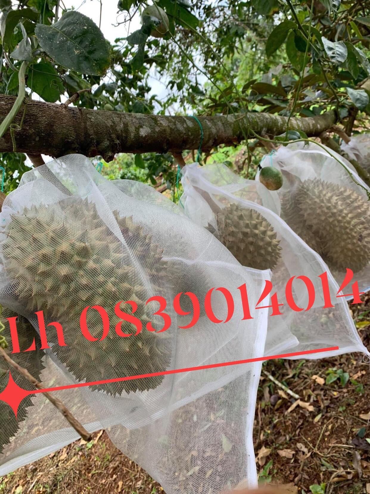 10 túi bọc mít chất liệu cước thái cỡ 50x70cm