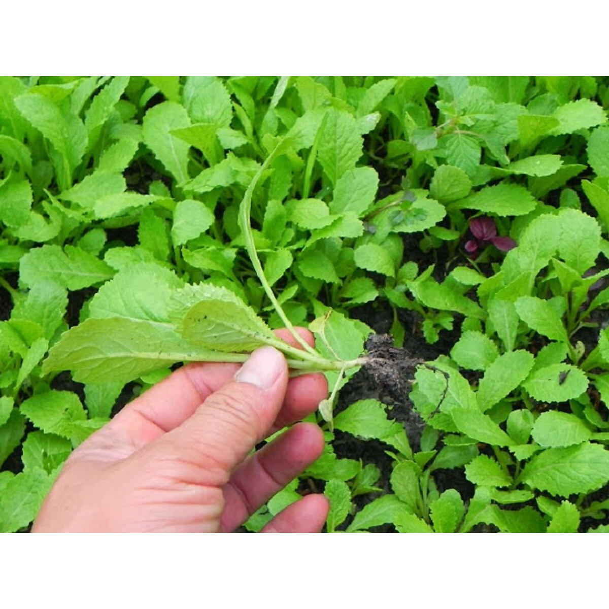 Hạt giống Cải xanh  Ăn Non (15-30 ngày thu hoạch)