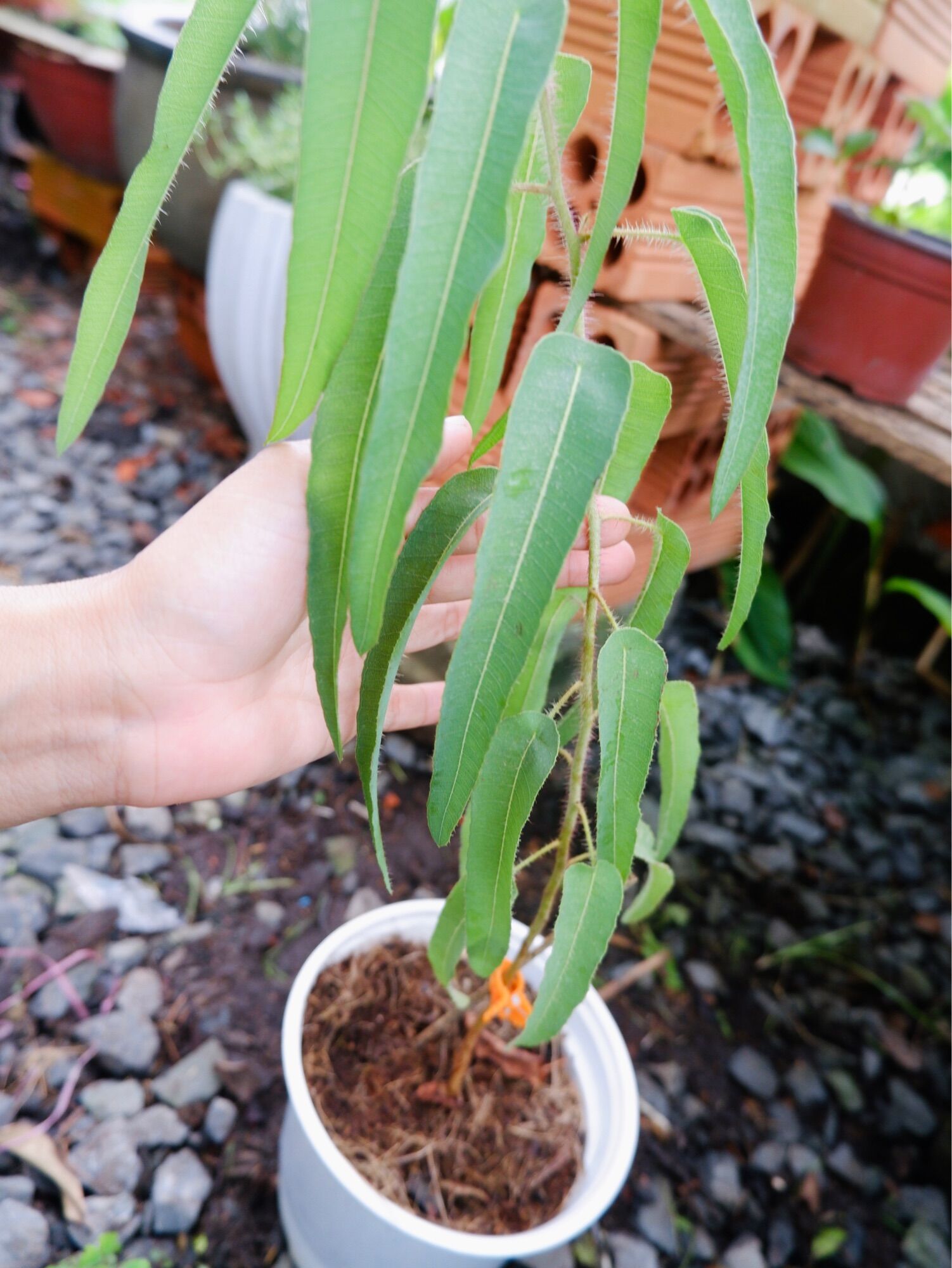 Cây Bạch đàn Chanh