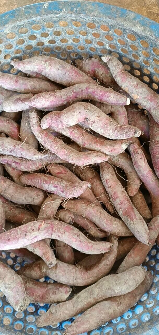 khoai lang mật size trung (8-10 CỦ1 ký) -SAM LÊ SHOP.
