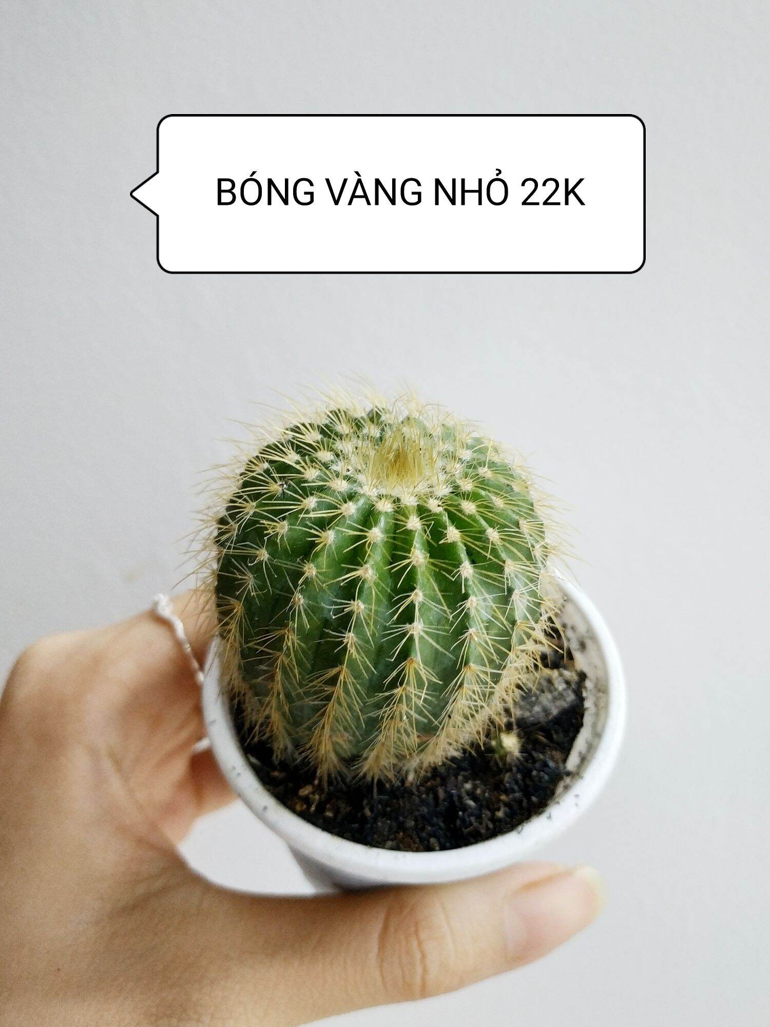 Xương rồng BÓNG VÀNG