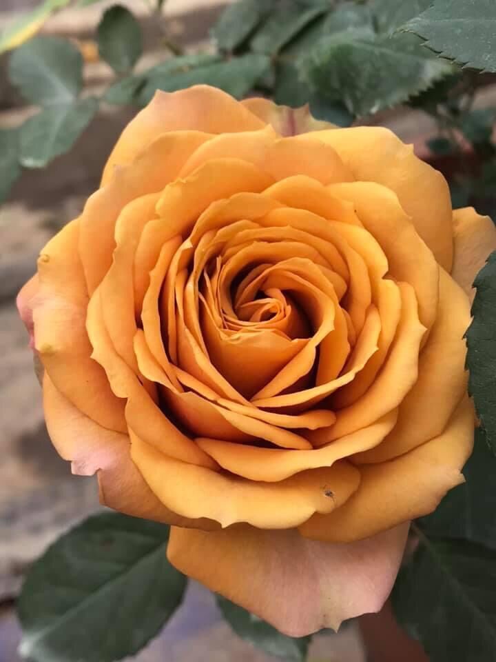 Hoa hồng ngoại nb pine dream rose size trung