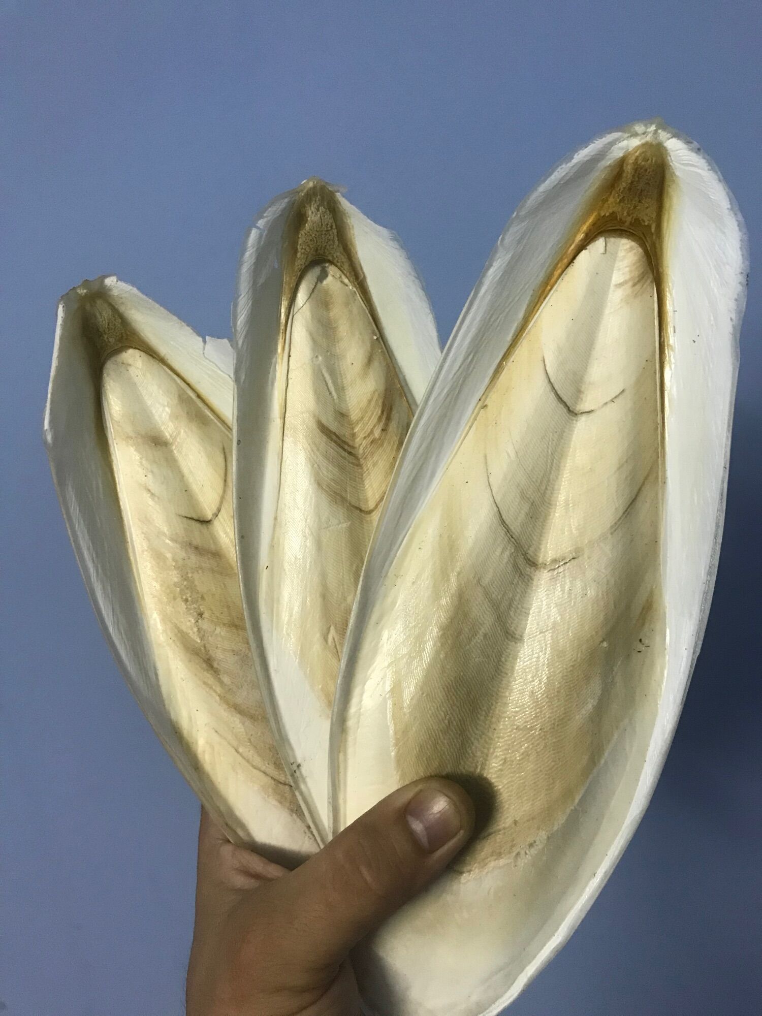 Nang mực khô kt 18-19cm/1cái