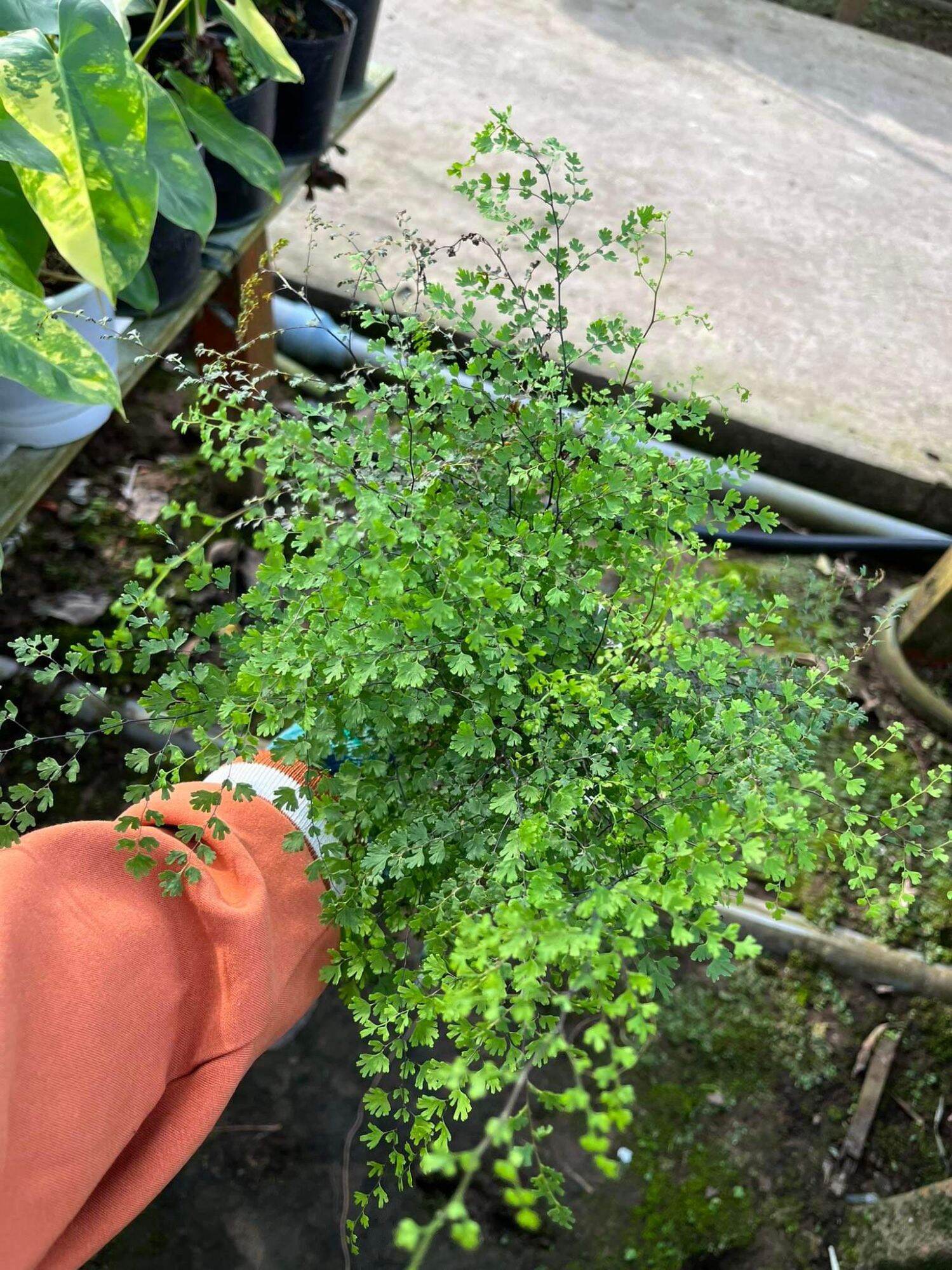 Chậu cây dương xỉ tóc thần lá nhuyễn