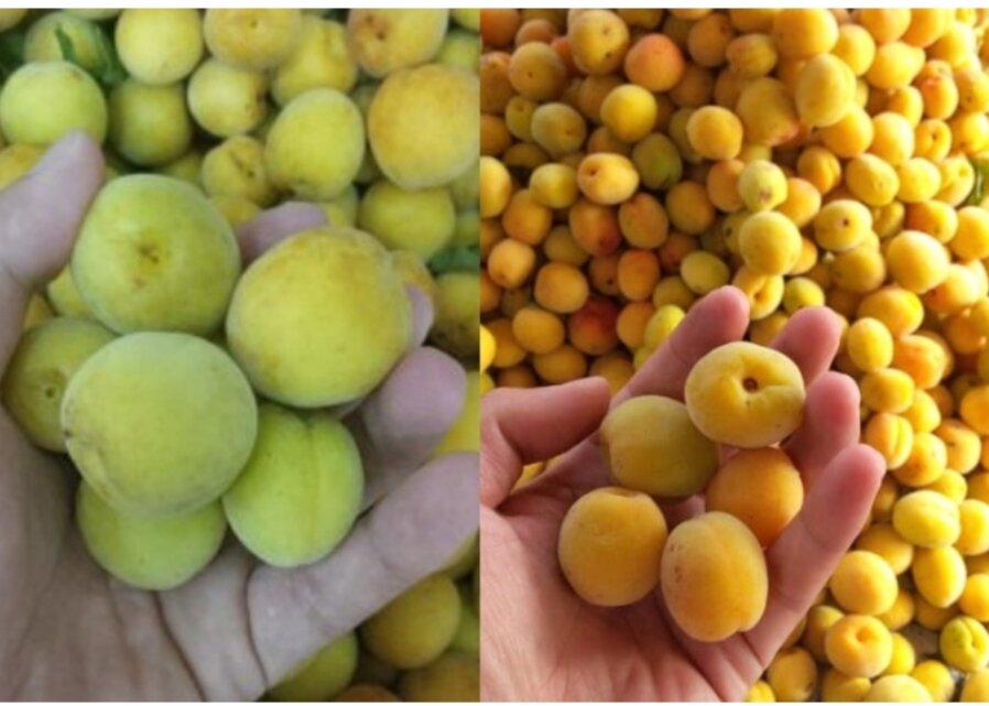 Mơ Ngâm Đường Phèn Hũ 1 kg