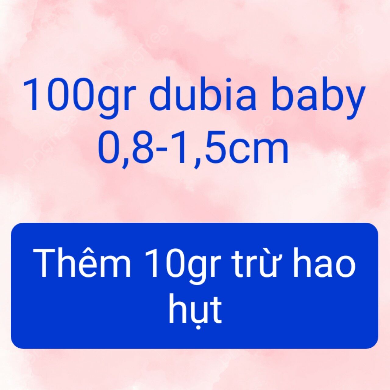 100gr gián dubia size 0,8-1,5cm (cỡ đầu đũa)