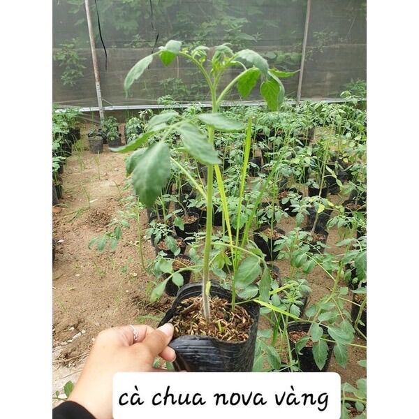 Cây giống cà chua nova vàng