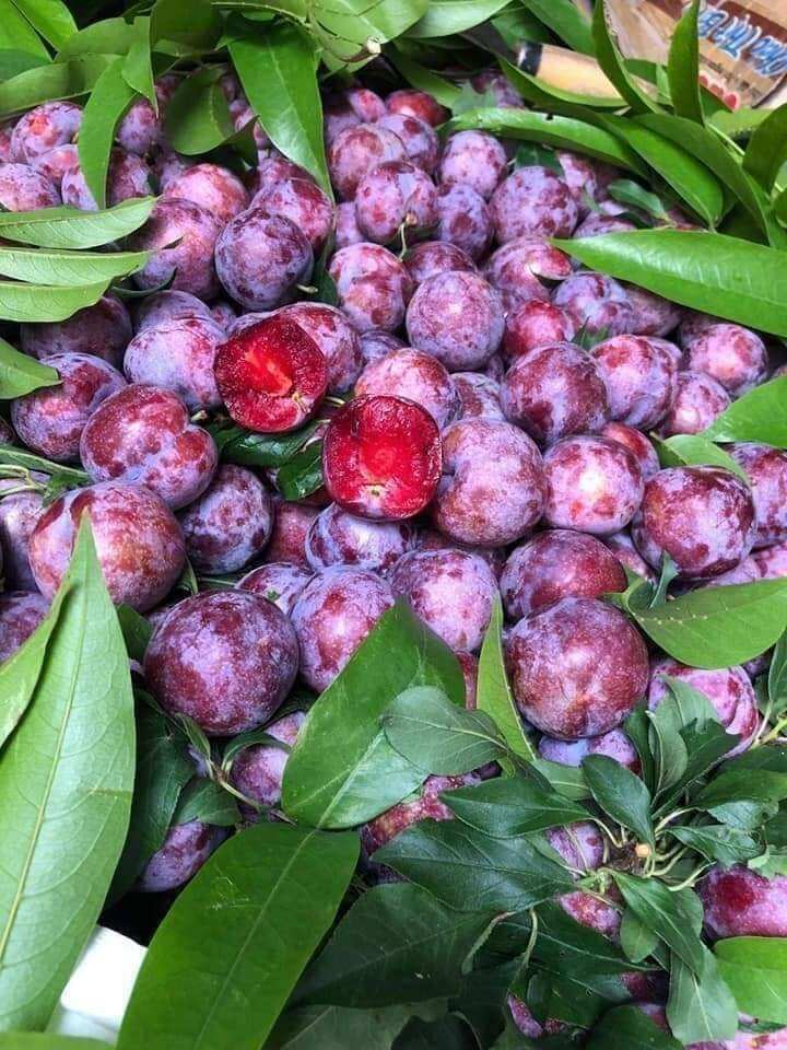 cây giống Mận Hậu