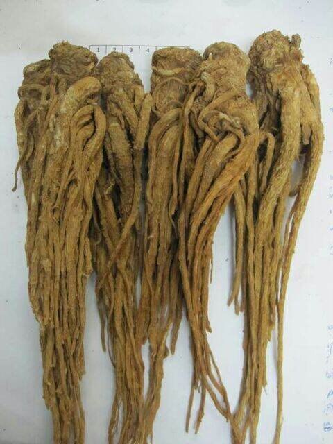 500g sâm quy - sâm đương quy