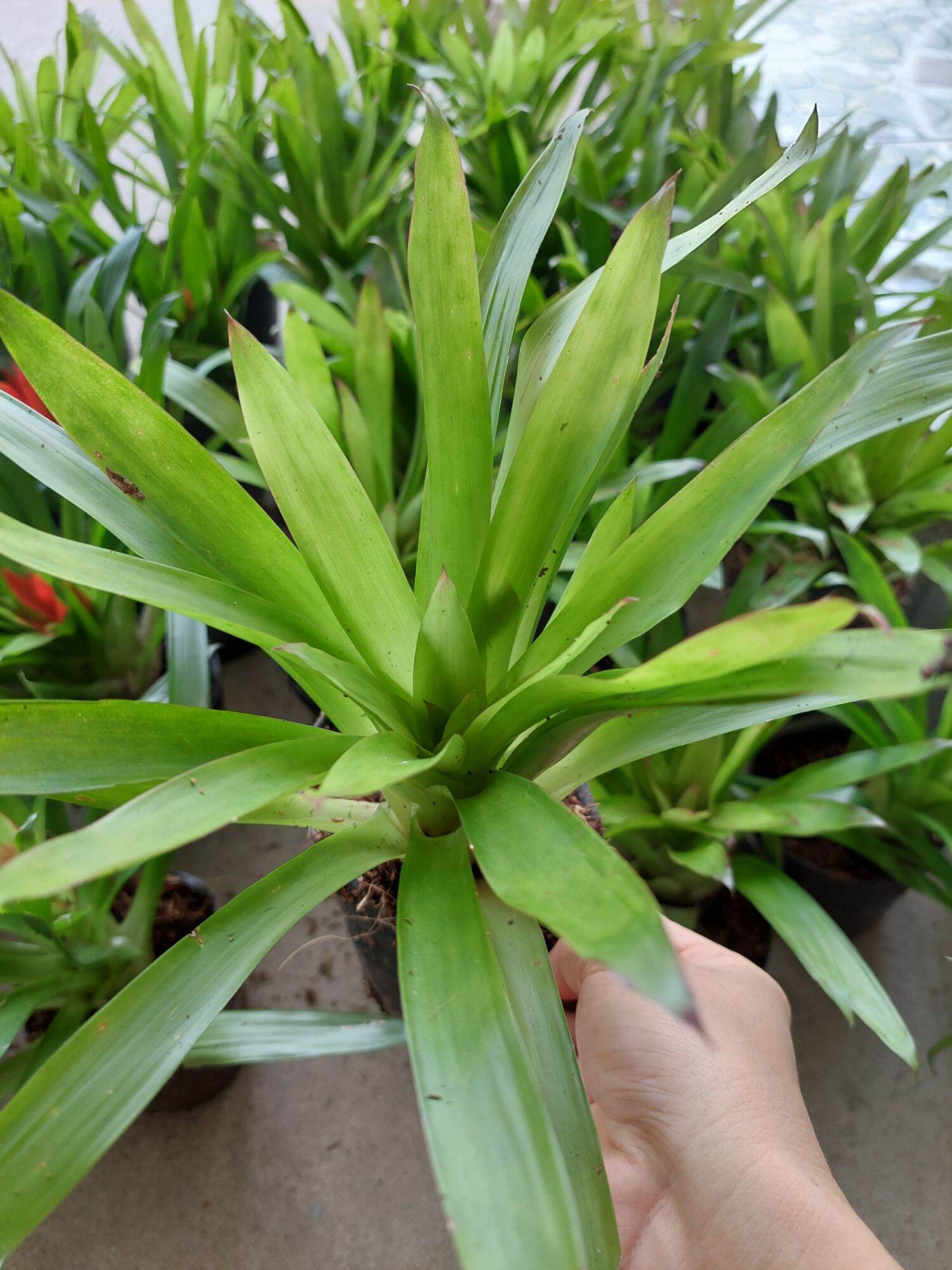 Phát lộc hoa - hoa tài lộc