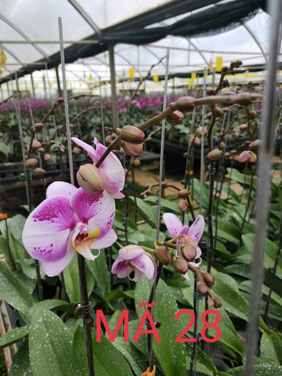 lan hđ giống cốc 2.5 màu số 28