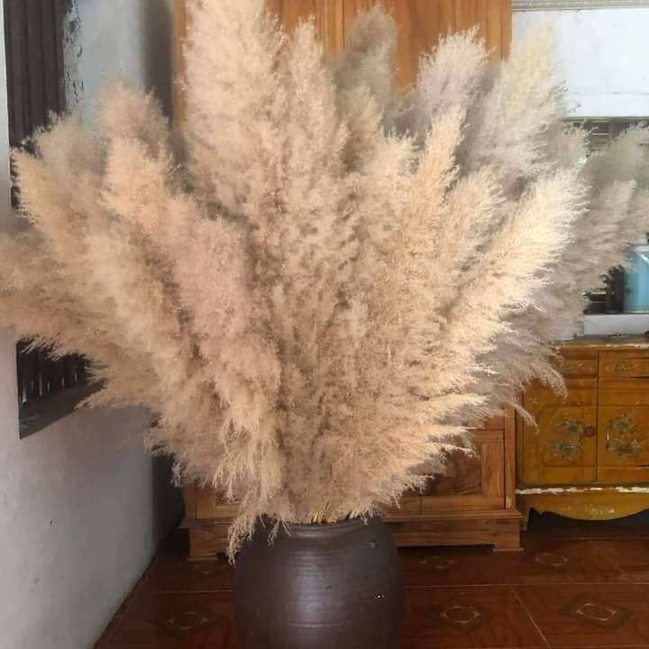 Bông lau Decor giá dẻ