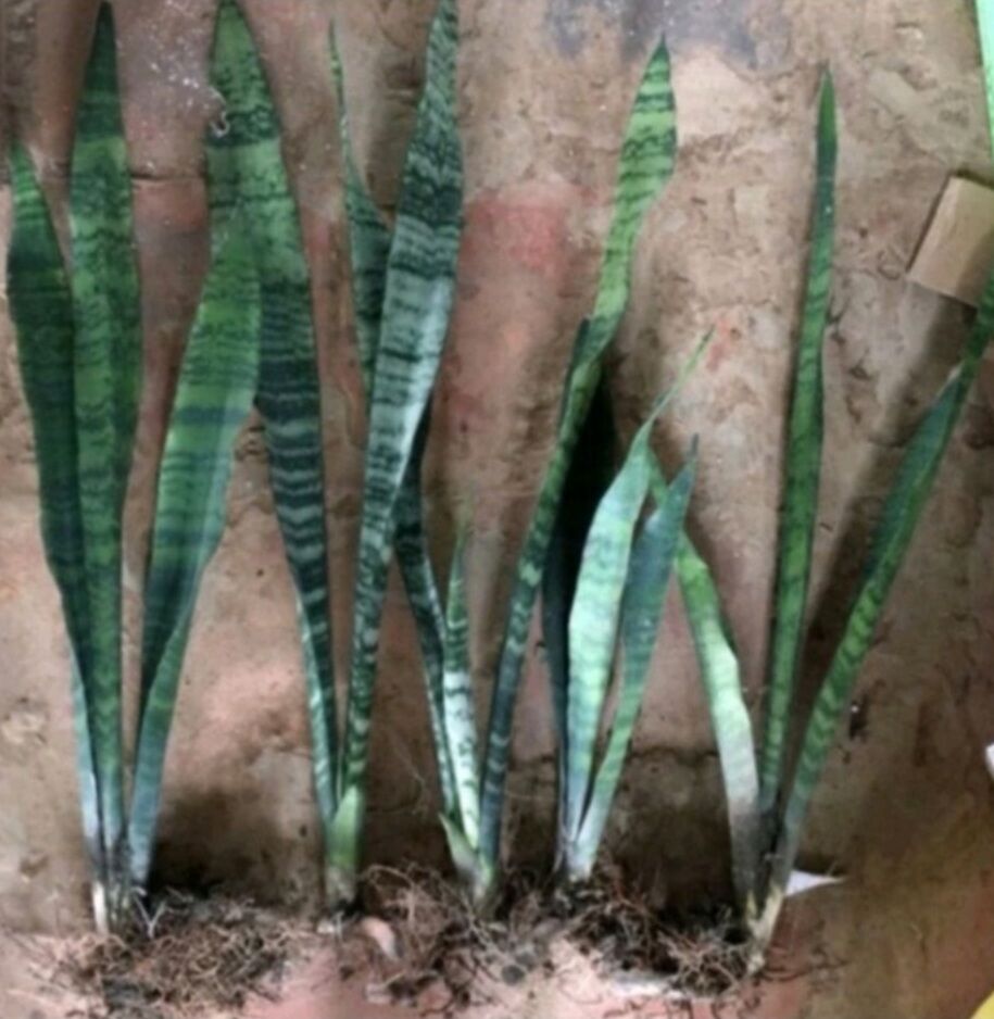 Cây Lưỡi Hổ xanh  cao 50-70cm