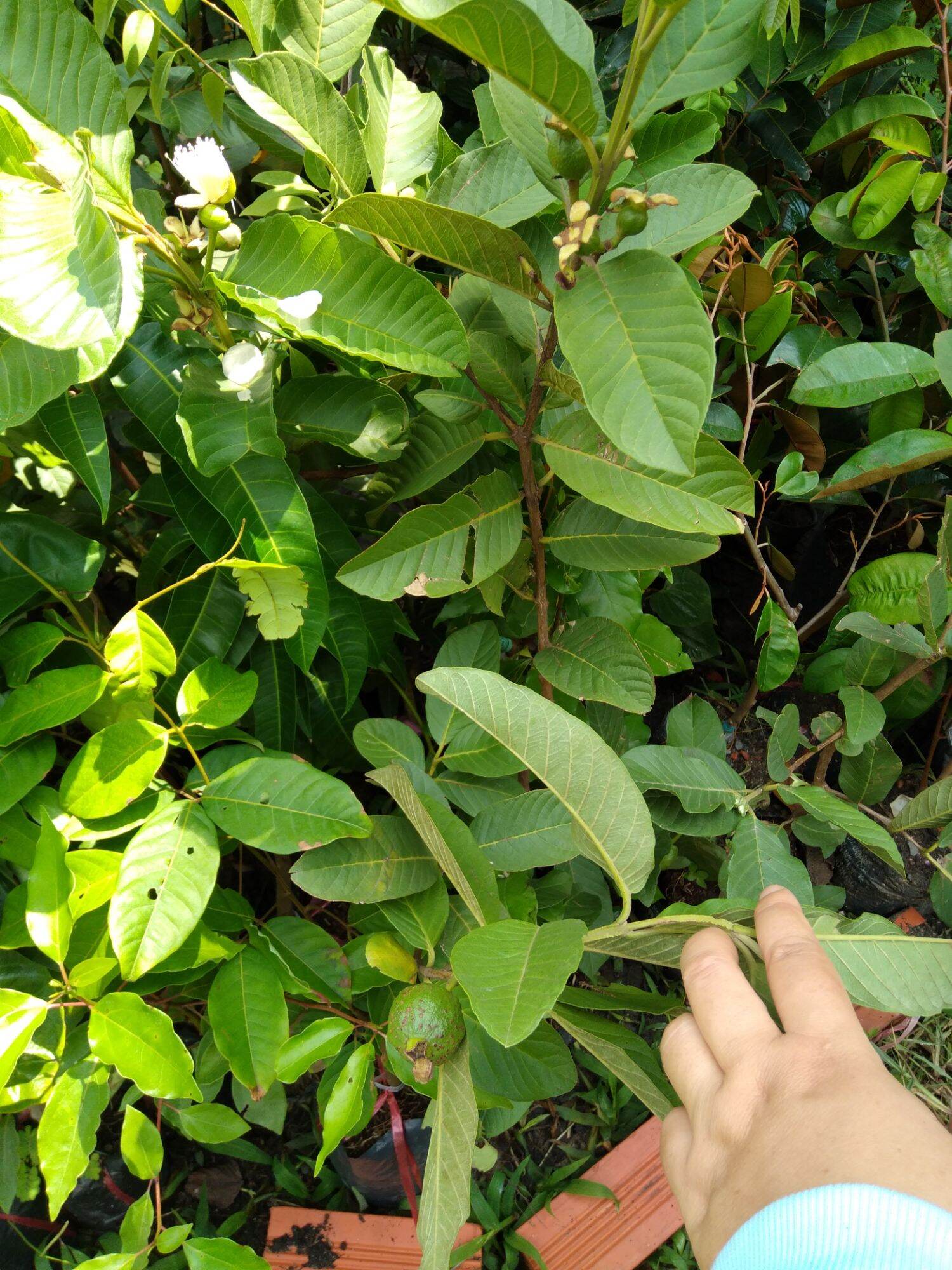 chậu cây ổi nữ hoàng cây đẹp mới về