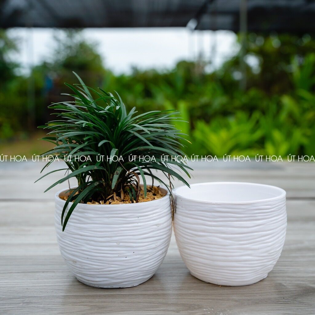 Chậu trồng sen đá Sóng tròn nhỏ (hàng dày)