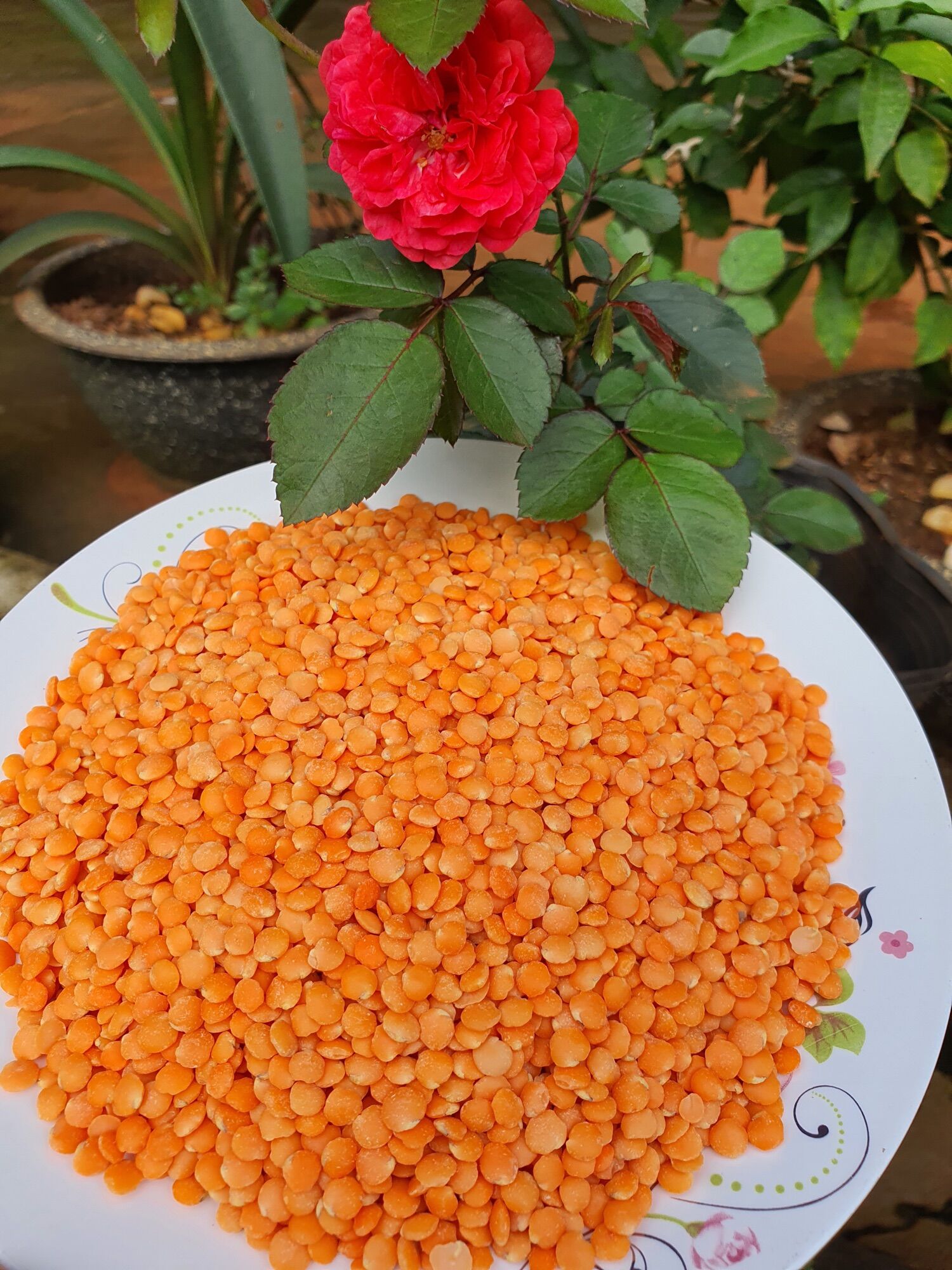 Đậu Lăng đỏ Hữu cơ 250gr