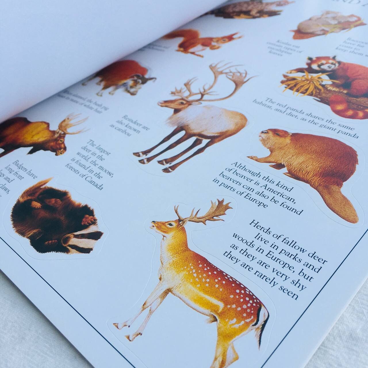 Sách Animal Ultimate Sticker Book - Ultimate Stickers (Paperback) (ISBN 9781405304450)