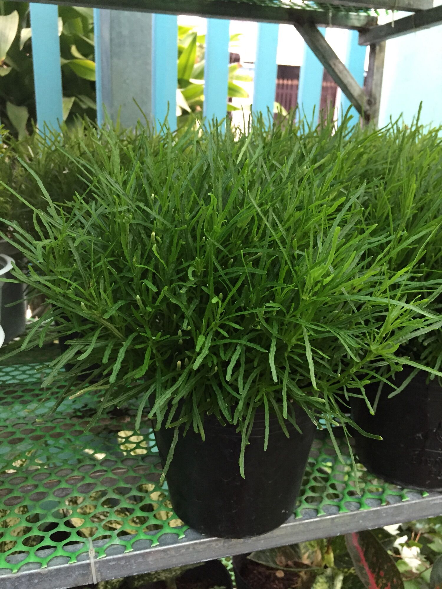 Cây cỏ mây