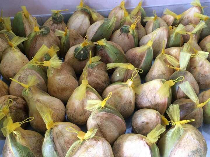 Dừa sáp trái 1kg trở lên bao ngon