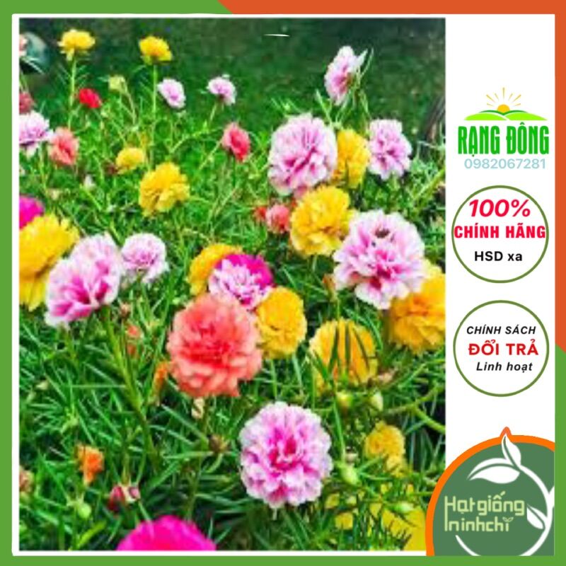 Hạt giống hoa mười giờ mix nhiều màu Rado sai hoa dễ trồng, loại hoa trồng quanh năm