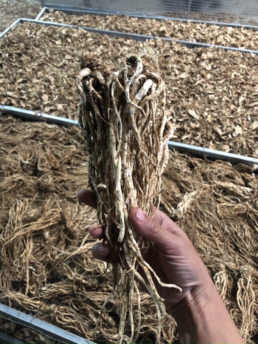 Sâm đương quy khô ( 200k/kg)