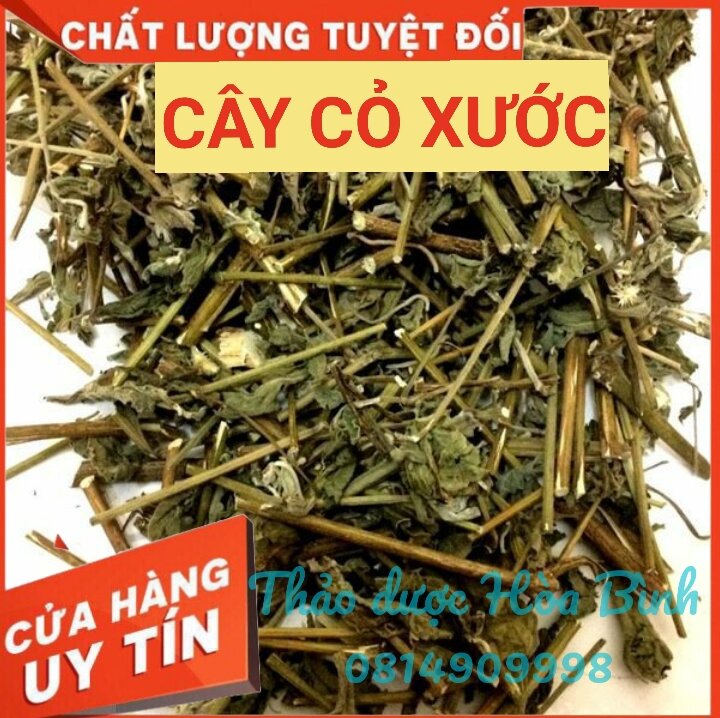 Cây cỏ xước - cây ngưu tất - hàng mới, khô, thơm, sạch, chuẩn - 500g và 1kg
