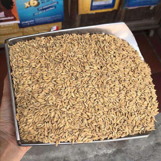 Hạt giống lúa nếp nương sinh trưởng tốt, tỷ lệ nảy mầm cao túi 1kg