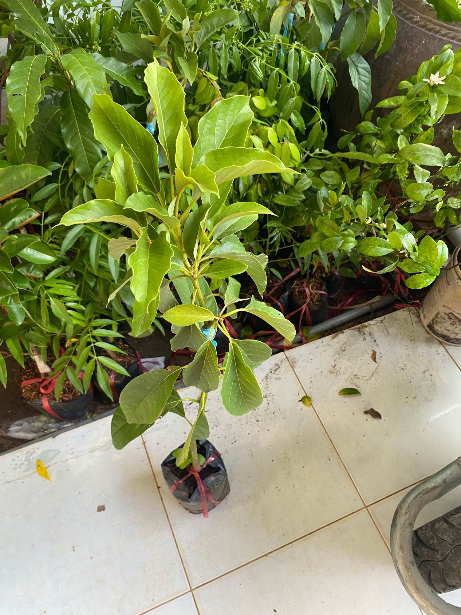 Cây Bơ 034 ( cây bơ giống trái dài 034 )