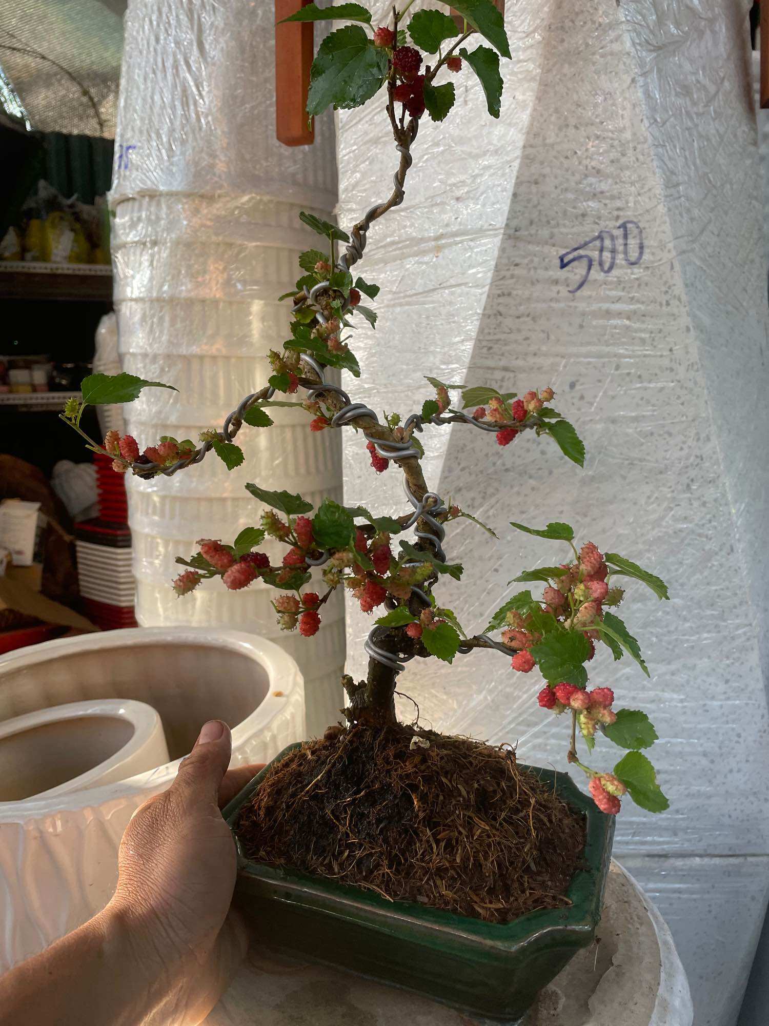 Cây Dâu bonsai đang trái