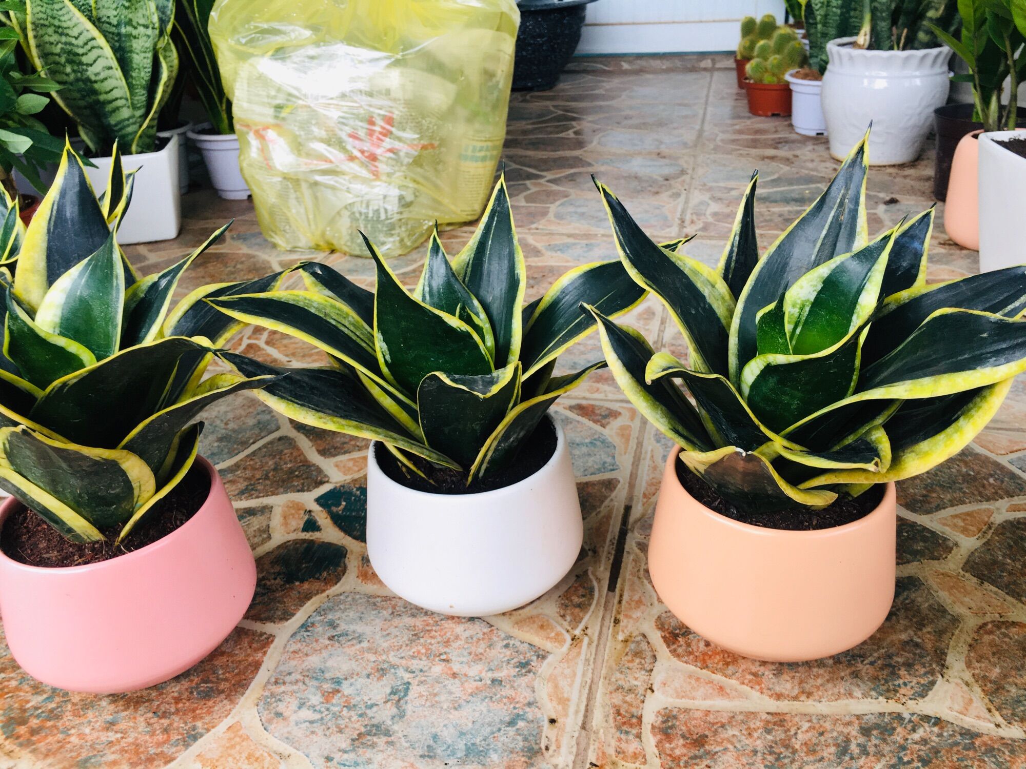 Cây lưỡi hổ Thái mini xanh size để bàn
