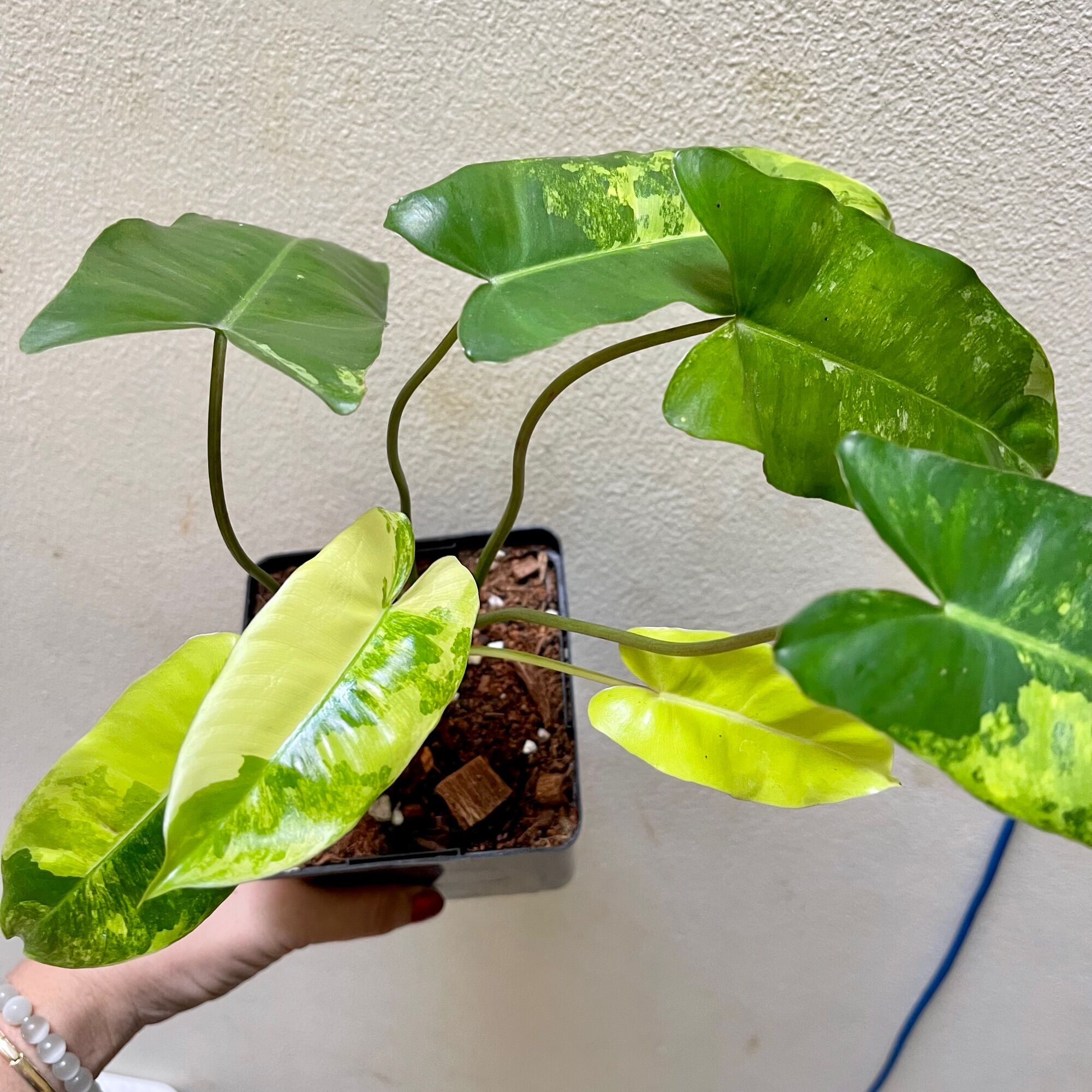 Cây trầu bà philodendron Blurle Marx Var