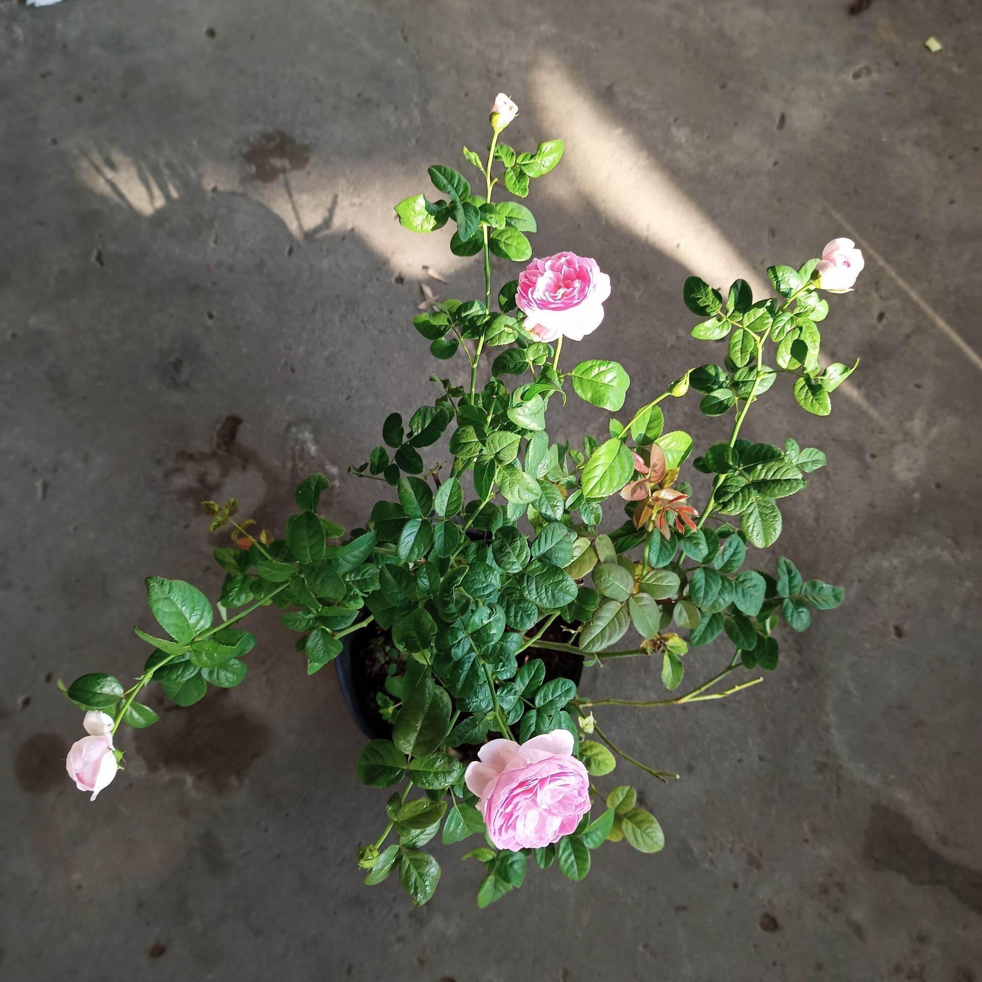 hoa hồng mon coeur cây cao từ 50cm