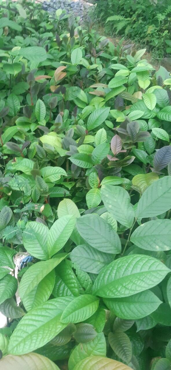 Trà Hoa Vàng Ươm Hạt