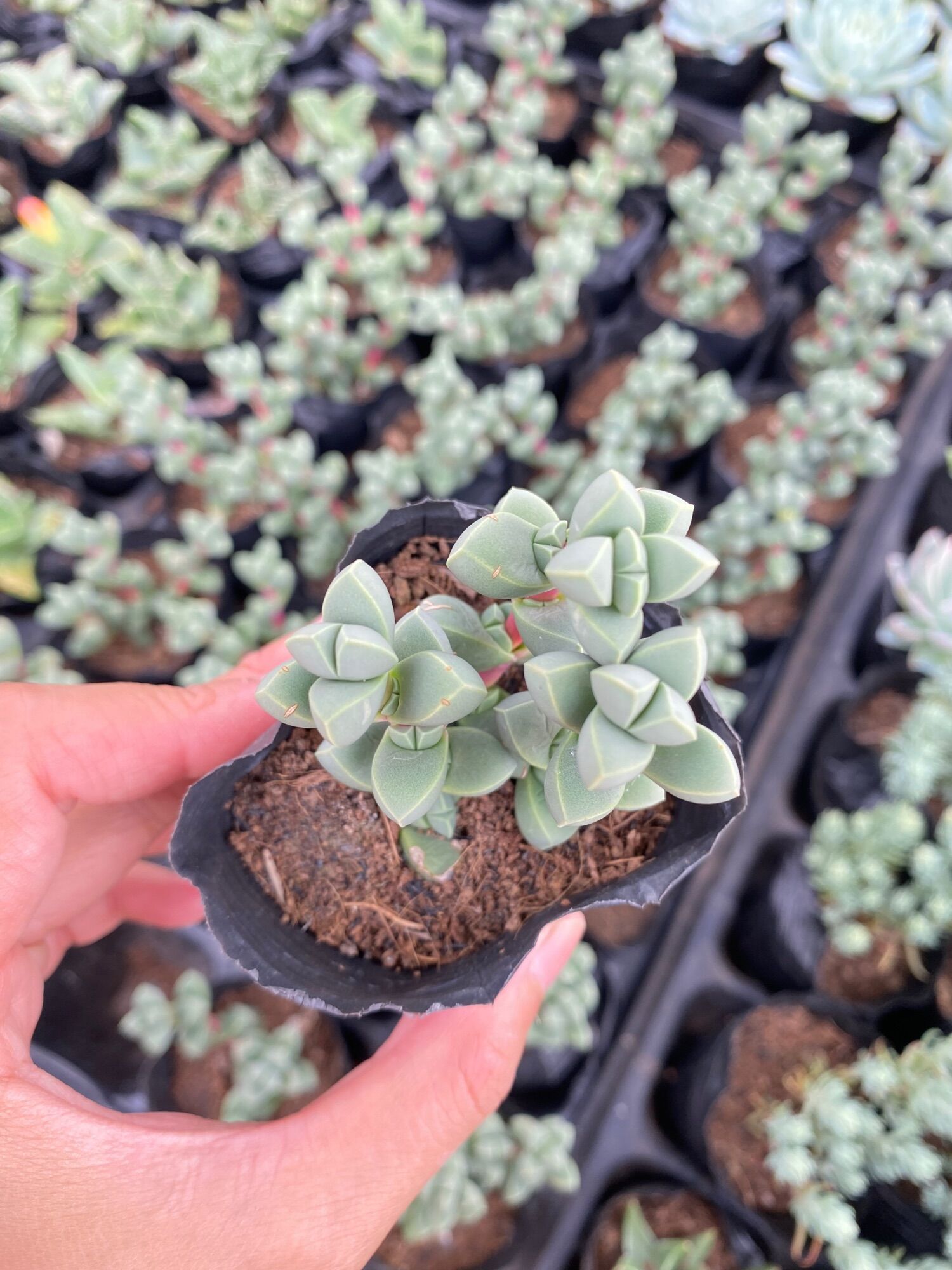 Sen đá tim size bầu 5cm hư 1 đổi 1