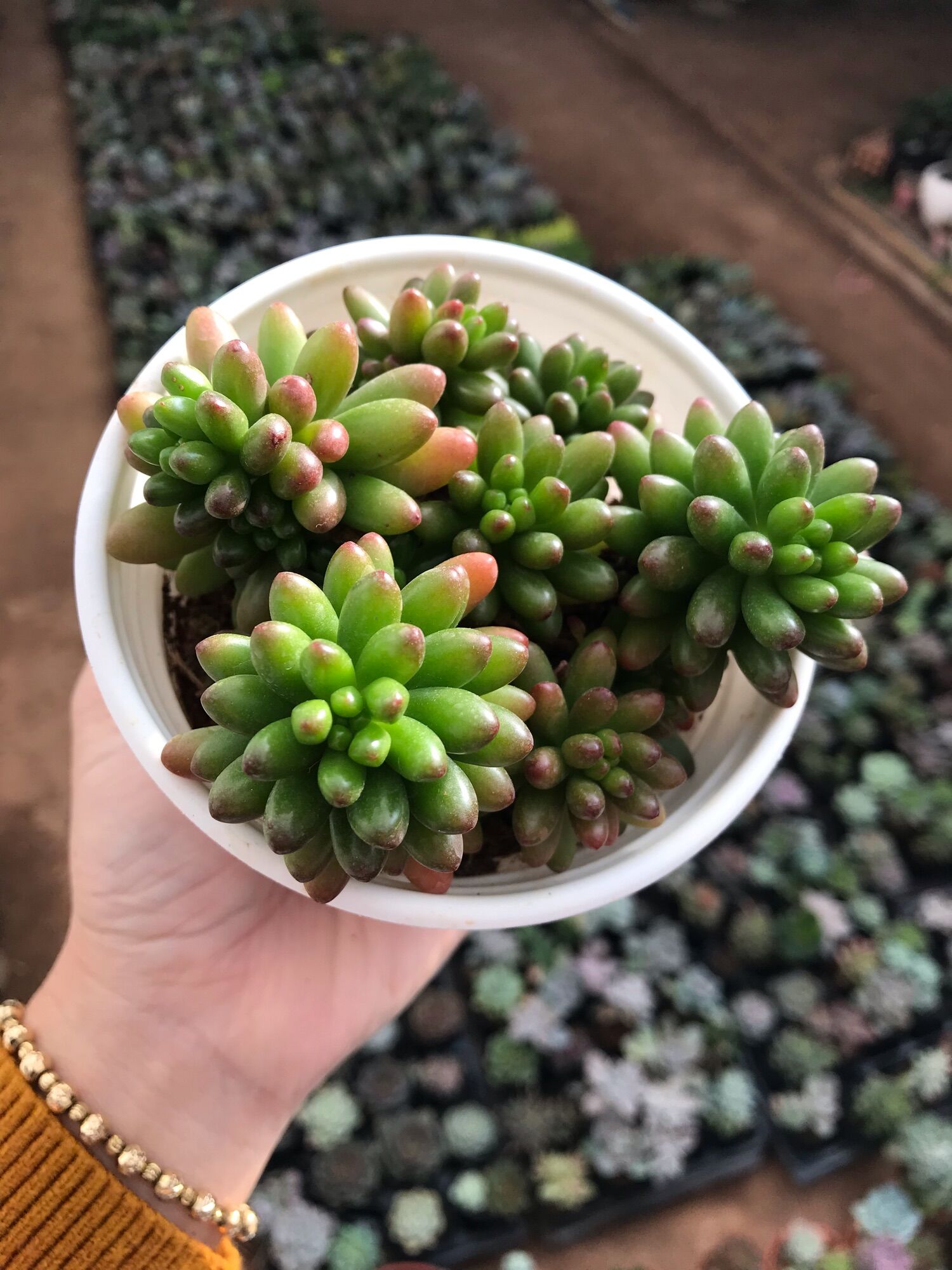 Sen đá thạch ngọc cute size trung