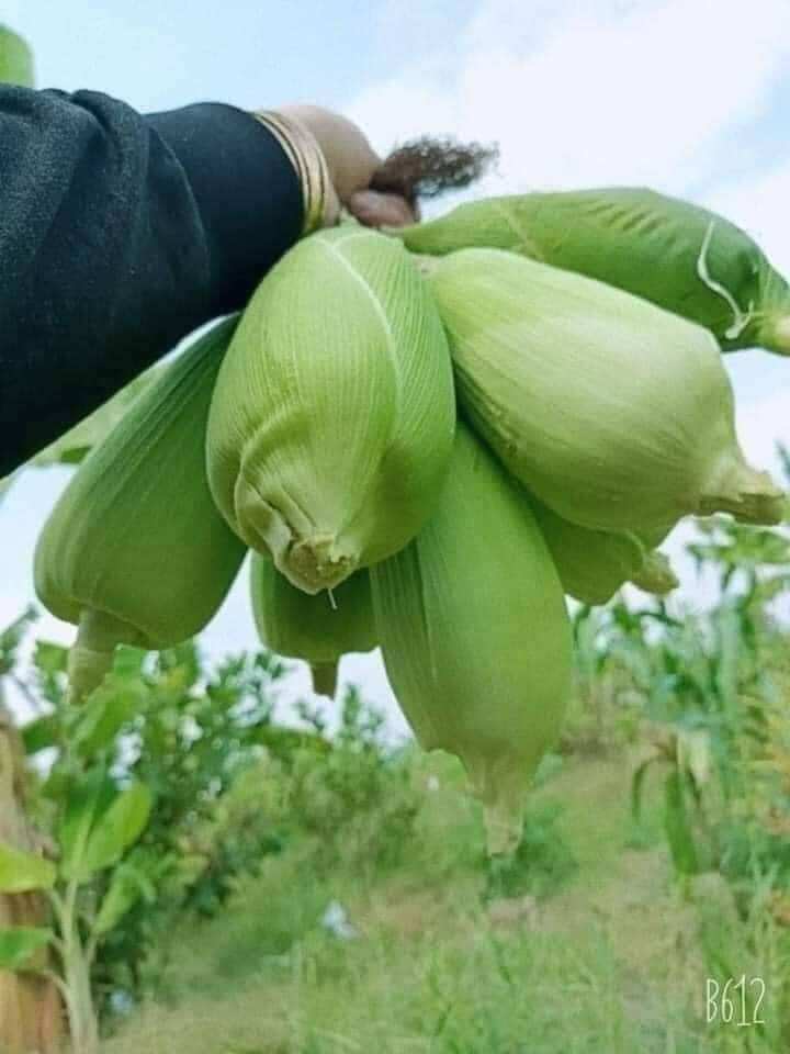 1kg hạt giống bắp nếp nù sữa