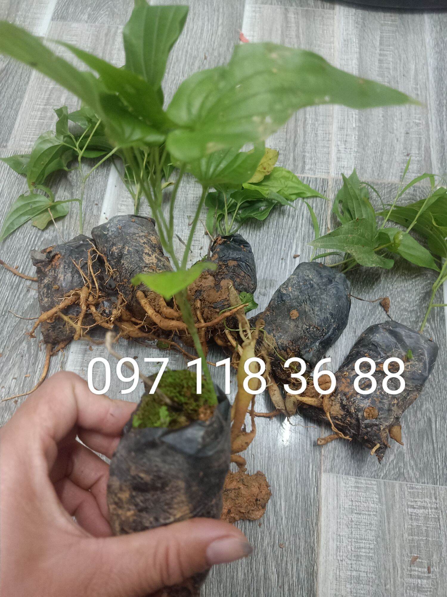 Cây bách bộ giống ,câg củ 30 giống