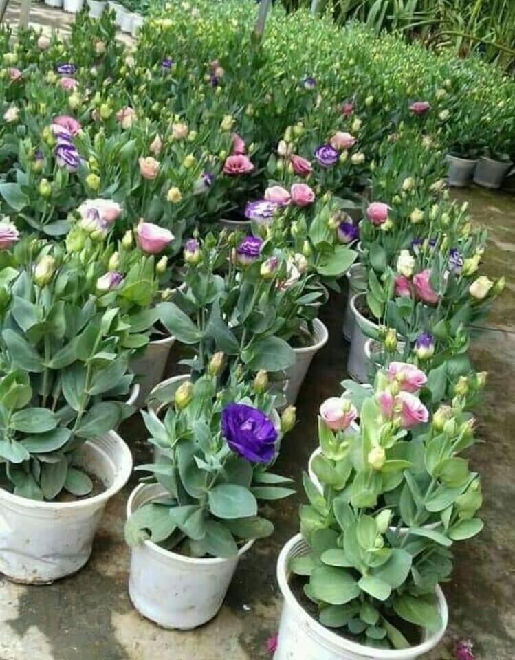 Hạt giống hoa cát tường hoa Tết