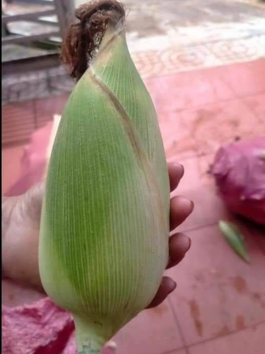 1kg Hạt giống bắp nếp nù sữa