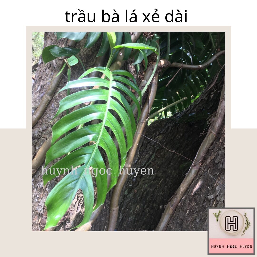 Trầu bà lá xẻ dài