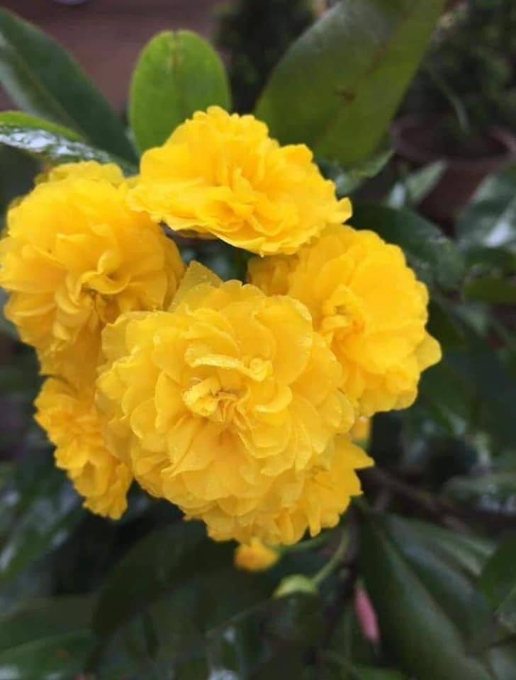 Hoa mai Cúc Rose Thanh Tú_cây ghép chuẩn