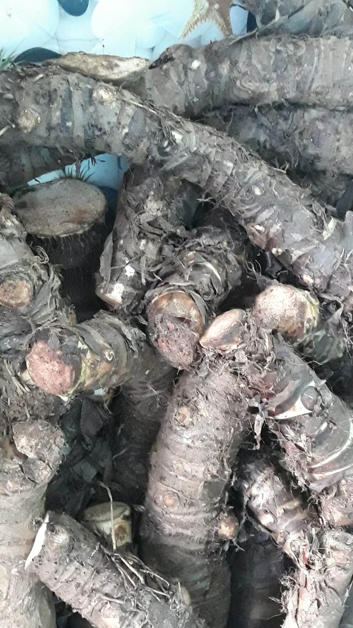 CỦ BẠC HÀ NÚI TỰ NHIÊN LÂU NĂM( 5KG)