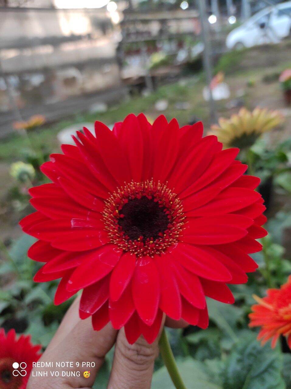 Cây hoa đồng tiền cao nhỡ ( nhiều màu)