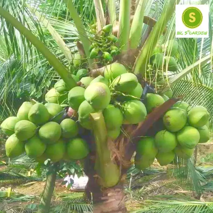 Cây giống Dừa Dứa thơm, ngọt chuẩn giống