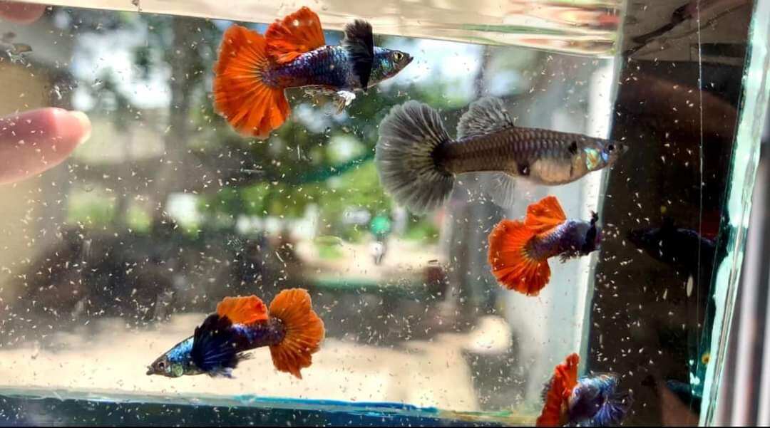( sale 11.11) cặp cá guppy dumbo redtail size đẻ