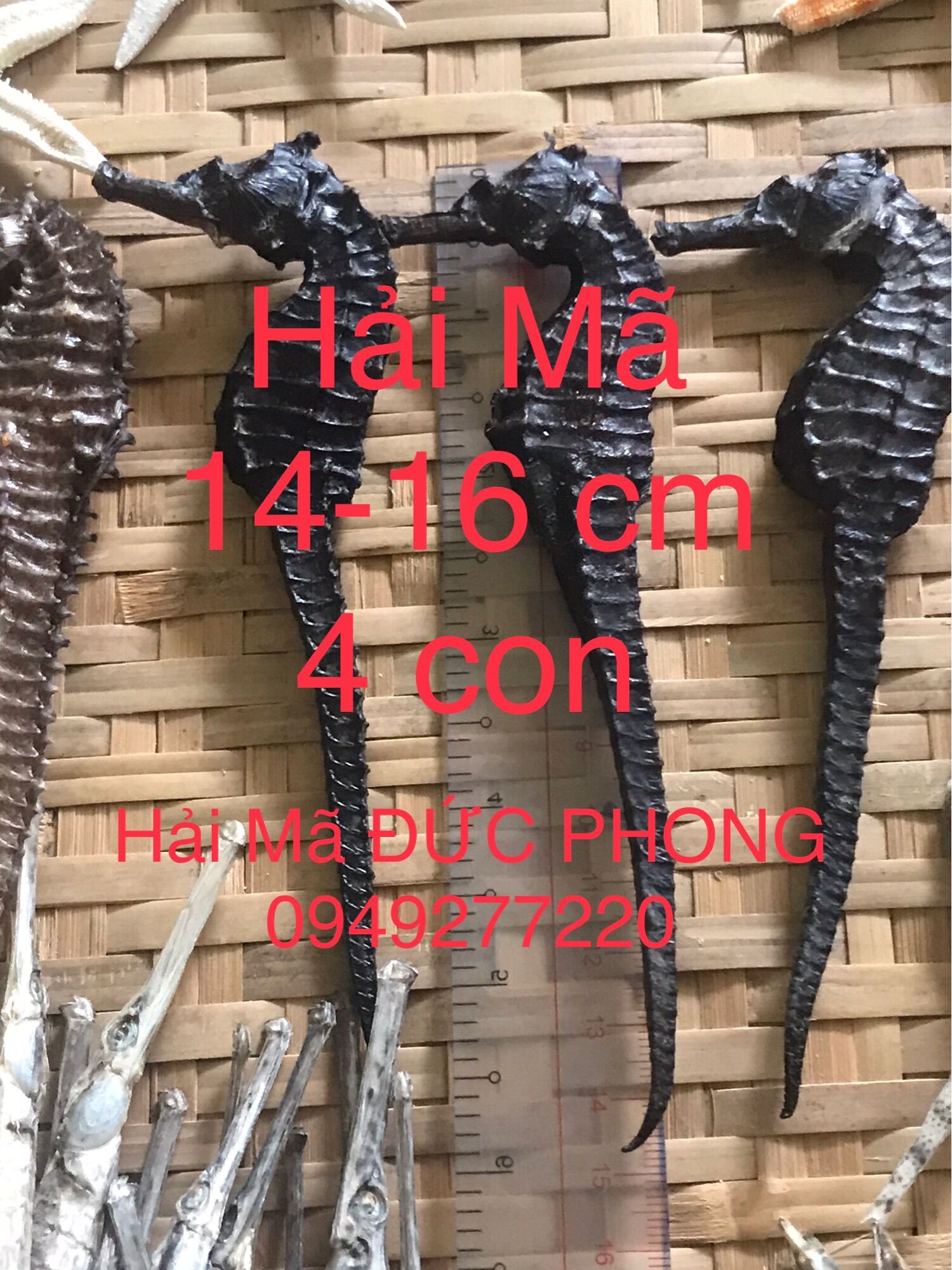 Combo T.ứ H.ải Long Vương 1800k/1 combo (Hả.i mã 4 con size đại 14-16 cm)