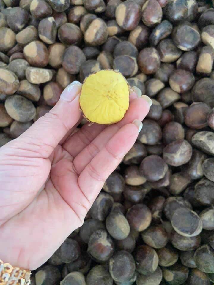 Hạt dẻ còn sống khách về tự nấu 1kg