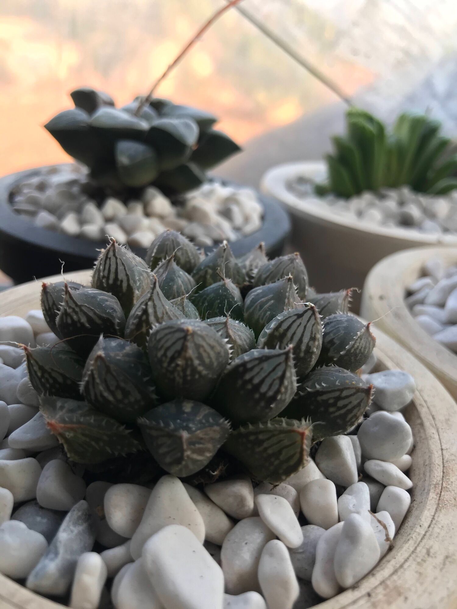 Sen  đá Haworthia