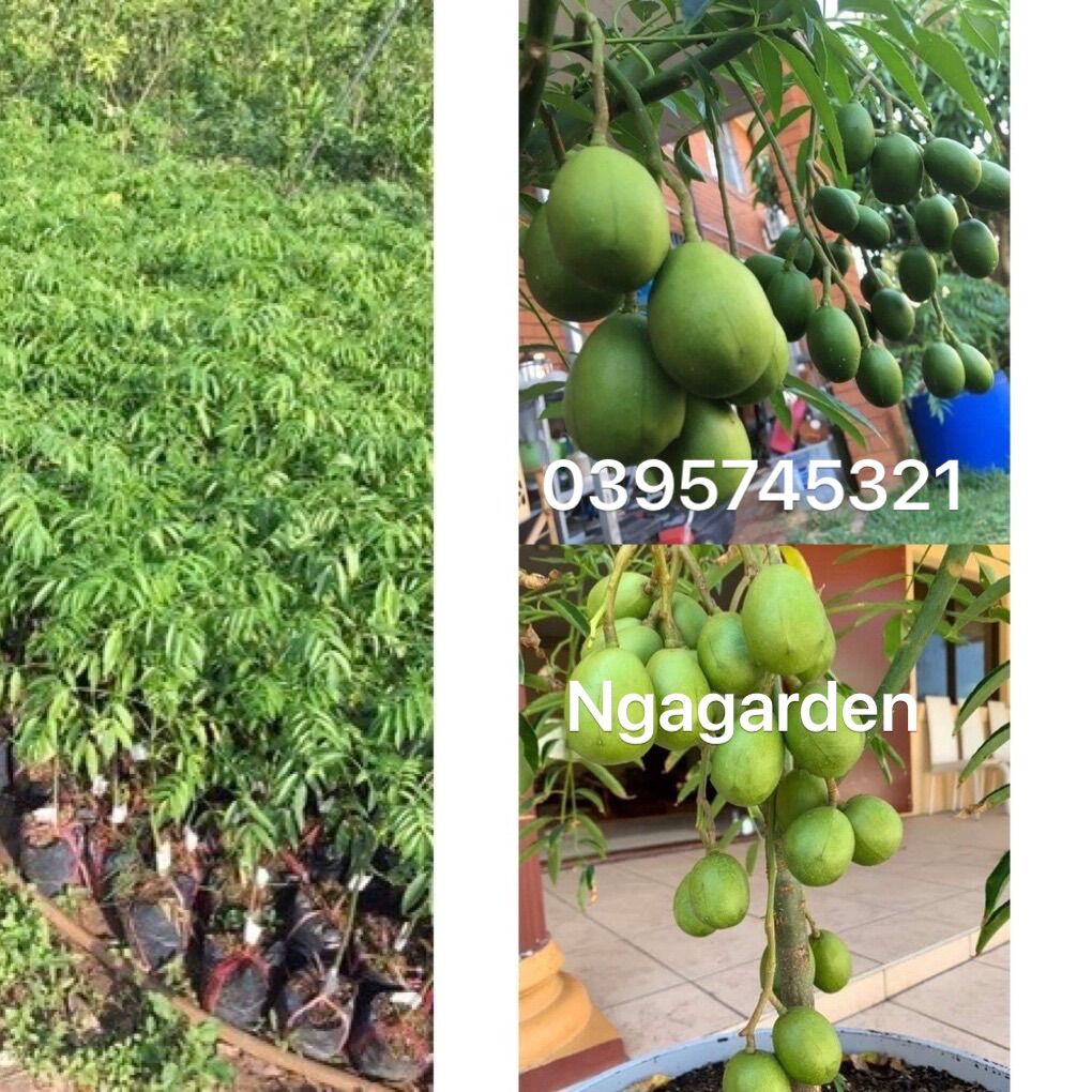 Cây giống cóc thái lùn siêu quả ra quả sau 6 tháng có thể trồng ban công ngagarden